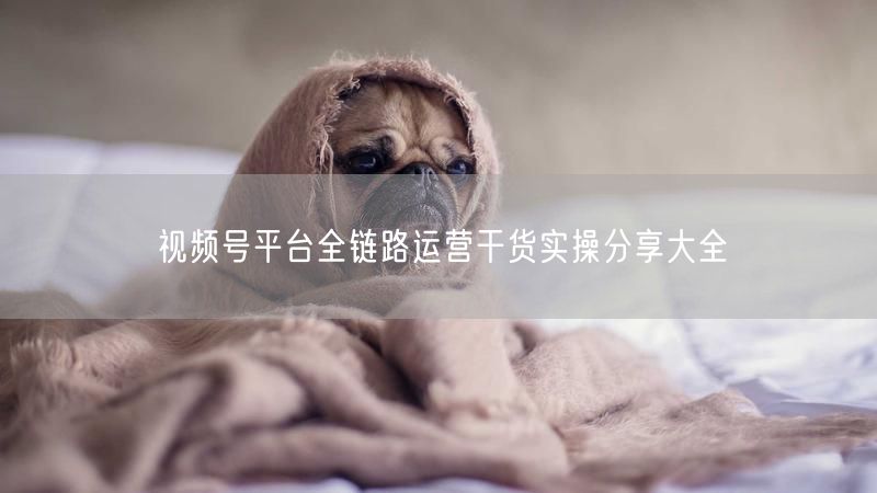 视频号全链路运营实操干货，避坑高效涨粉
